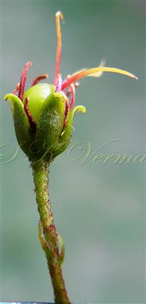  Calyx and Fruit